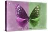 Miss Butterfly Euploea - Hot Pink & Green-Philippe Hugonnard-Stretched Canvas