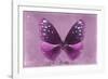 Miss Butterfly Euploea - Hot Pink-Philippe Hugonnard-Framed Photographic Print