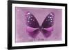 Miss Butterfly Euploea - Hot Pink-Philippe Hugonnard-Framed Photographic Print