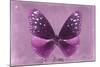 Miss Butterfly Euploea - Hot Pink-Philippe Hugonnard-Mounted Photographic Print