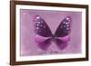 Miss Butterfly Euploea - Hot Pink-Philippe Hugonnard-Framed Photographic Print