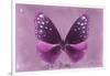 Miss Butterfly Euploea - Hot Pink-Philippe Hugonnard-Framed Photographic Print