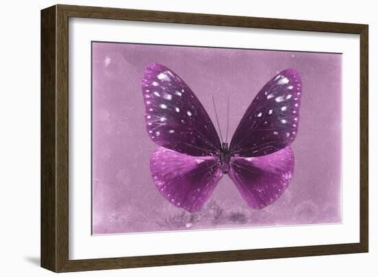 Miss Butterfly Euploea - Hot Pink-Philippe Hugonnard-Framed Photographic Print