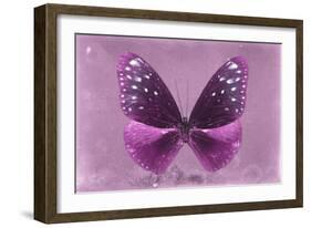 Miss Butterfly Euploea - Hot Pink-Philippe Hugonnard-Framed Photographic Print