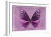 Miss Butterfly Euploea - Hot Pink-Philippe Hugonnard-Framed Photographic Print