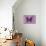 Miss Butterfly Euploea - Hot Pink-Philippe Hugonnard-Mounted Photographic Print displayed on a wall