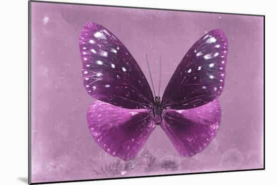 Miss Butterfly Euploea - Hot Pink-Philippe Hugonnard-Mounted Photographic Print