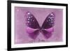 Miss Butterfly Euploea - Hot Pink-Philippe Hugonnard-Framed Photographic Print