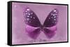 Miss Butterfly Euploea - Hot Pink-Philippe Hugonnard-Framed Stretched Canvas