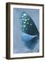 Miss Butterfly Euploea Profil - Blue-Philippe Hugonnard-Framed Photographic Print