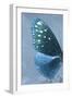 Miss Butterfly Euploea Profil - Blue-Philippe Hugonnard-Framed Photographic Print