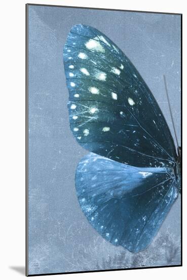 Miss Butterfly Euploea Profil - Blue-Philippe Hugonnard-Mounted Photographic Print