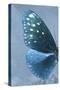 Miss Butterfly Euploea Profil - Blue-Philippe Hugonnard-Stretched Canvas