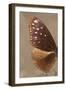 Miss Butterfly Euploea Profil - Caramel-Philippe Hugonnard-Framed Photographic Print