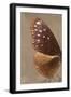 Miss Butterfly Euploea Profil - Caramel-Philippe Hugonnard-Framed Photographic Print