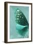 Miss Butterfly Euploea Profil - Coral Green-Philippe Hugonnard-Framed Photographic Print