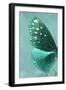 Miss Butterfly Euploea Profil - Coral Green-Philippe Hugonnard-Framed Photographic Print