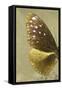 Miss Butterfly Euploea Profil - Gold-Philippe Hugonnard-Framed Stretched Canvas