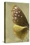 Miss Butterfly Euploea Profil - Gold-Philippe Hugonnard-Stretched Canvas