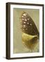 Miss Butterfly Euploea Profil - Gold-Philippe Hugonnard-Framed Photographic Print