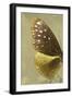 Miss Butterfly Euploea Profil - Gold-Philippe Hugonnard-Framed Photographic Print