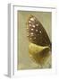 Miss Butterfly Euploea Profil - Gold-Philippe Hugonnard-Framed Photographic Print