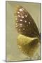 Miss Butterfly Euploea Profil - Gold-Philippe Hugonnard-Mounted Photographic Print