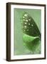 Miss Butterfly Euploea Profil - Green-Philippe Hugonnard-Framed Photographic Print