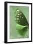 Miss Butterfly Euploea Profil - Green-Philippe Hugonnard-Framed Photographic Print