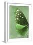 Miss Butterfly Euploea Profil - Green-Philippe Hugonnard-Framed Photographic Print