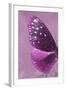 Miss Butterfly Euploea Profil - Hot Pink-Philippe Hugonnard-Framed Photographic Print