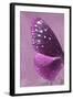 Miss Butterfly Euploea Profil - Hot Pink-Philippe Hugonnard-Framed Photographic Print