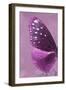 Miss Butterfly Euploea Profil - Hot Pink-Philippe Hugonnard-Framed Photographic Print