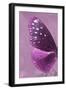 Miss Butterfly Euploea Profil - Hot Pink-Philippe Hugonnard-Framed Photographic Print