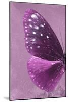 Miss Butterfly Euploea Profil - Hot Pink-Philippe Hugonnard-Mounted Photographic Print