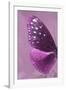 Miss Butterfly Euploea Profil - Hot Pink-Philippe Hugonnard-Framed Photographic Print