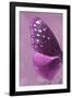 Miss Butterfly Euploea Profil - Hot Pink-Philippe Hugonnard-Framed Photographic Print