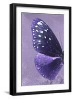 Miss Butterfly Euploea Profil - Purple-Philippe Hugonnard-Framed Premium Photographic Print