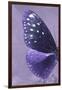 Miss Butterfly Euploea Profil - Purple-Philippe Hugonnard-Framed Photographic Print