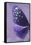 Miss Butterfly Euploea Profil - Purple-Philippe Hugonnard-Framed Stretched Canvas