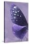 Miss Butterfly Euploea Profil - Purple-Philippe Hugonnard-Stretched Canvas