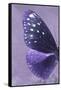 Miss Butterfly Euploea Profil - Purple-Philippe Hugonnard-Framed Stretched Canvas