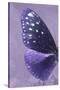 Miss Butterfly Euploea Profil - Purple-Philippe Hugonnard-Stretched Canvas