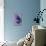 Miss Butterfly Euploea Profil - Purple-Philippe Hugonnard-Photographic Print displayed on a wall
