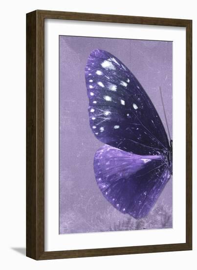 Miss Butterfly Euploea Profil - Purple-Philippe Hugonnard-Framed Photographic Print