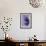 Miss Butterfly Euploea Profil - Purple-Philippe Hugonnard-Framed Photographic Print displayed on a wall