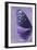 Miss Butterfly Euploea Profil - Purple-Philippe Hugonnard-Framed Photographic Print