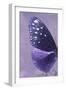 Miss Butterfly Euploea Profil - Purple-Philippe Hugonnard-Framed Photographic Print