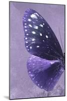 Miss Butterfly Euploea Profil - Purple-Philippe Hugonnard-Mounted Photographic Print