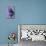 Miss Butterfly Euploea Profil - Purple-Philippe Hugonnard-Mounted Photographic Print displayed on a wall